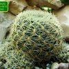 Sulcorebutia_ albissima HS13_ 01